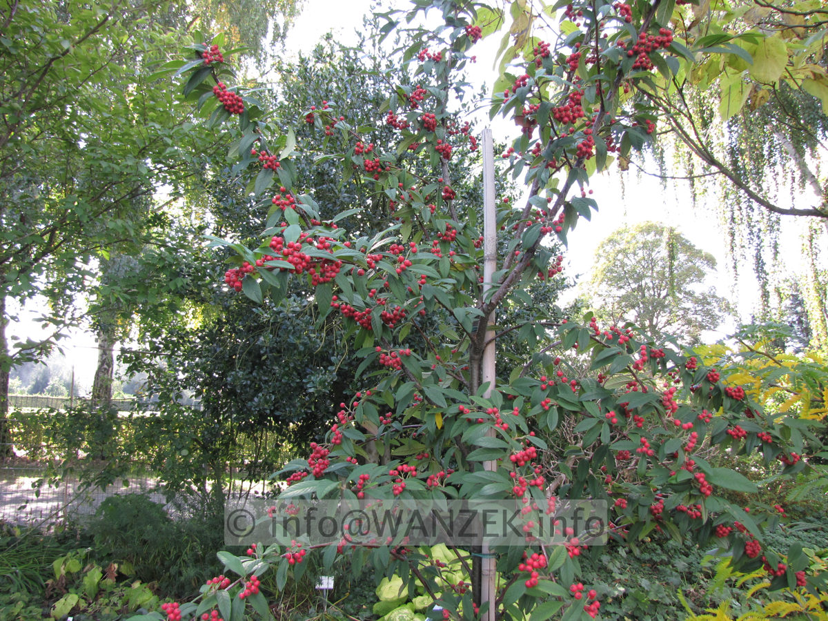 Cotoneaster Hybride Cornubia - Sol mit Beeren.JPG